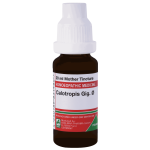  Calotropis Gig.   Ø