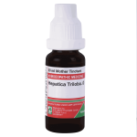  Hepatica Triloba.   Ø